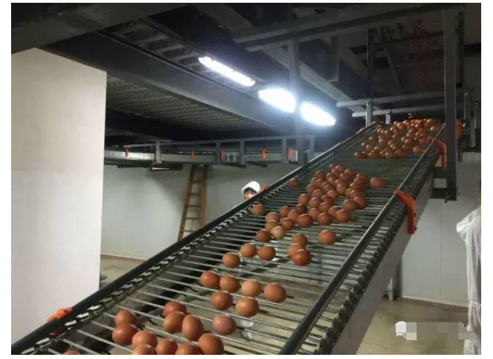 抚顺市褐壳蛋鸡蛋壳色泽性状探析